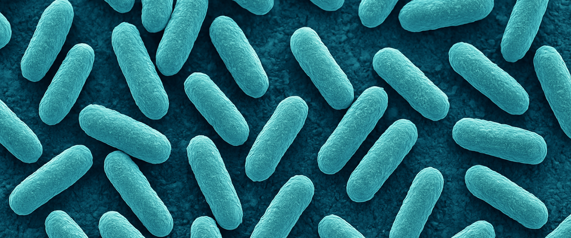 In der Vaginalflora dominieren Milchsäurebakterien (Laktobazillen), die – wie der Name verrät – Milchsäure (Laktat) produzieren, wodurch das Milieu in der Vagina angesäuert wird.